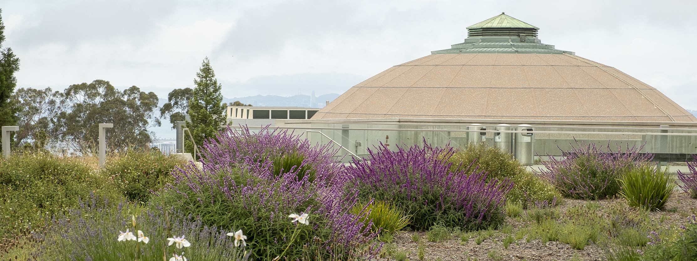 A round domed roof building with wild native plants in the foreground